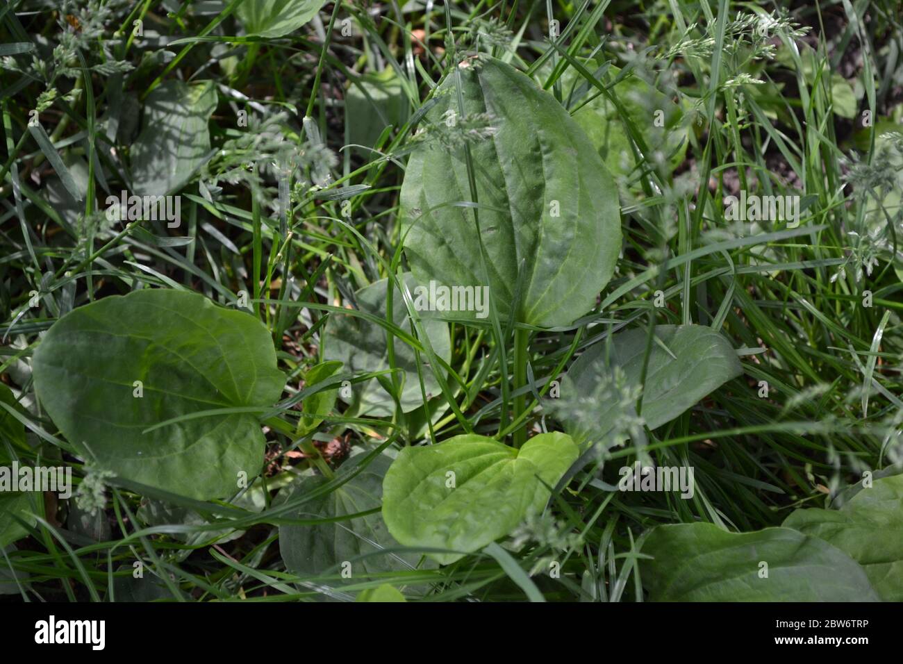 Valuable medicinal plant. Gardening. Green leaves. Plantain. Plantago Major, a perennial herb of the family Plantagenaceae Stock Photo