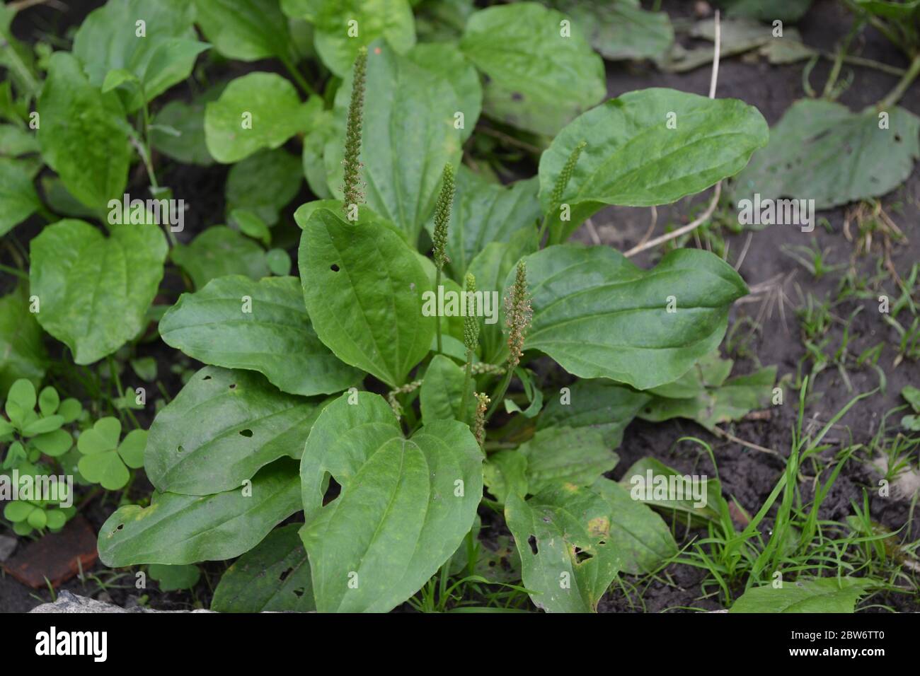 Valuable medicinal plant. Gardening. Green leaves, bushes. Plantain. Plantago Major, a perennial herb of the family Plantagenaceae Stock Photo