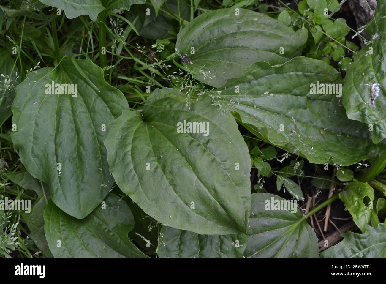 Gardening. Plantain. Plantago Major, a perennial herb of the family Plantagenaceae. Medicinal plant Stock Photo