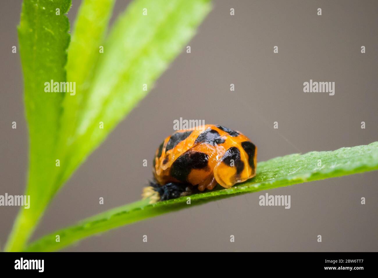 Ladybug insect larva or pupacloseup. Pupal stage on green vegetation closeup. Stock Photo