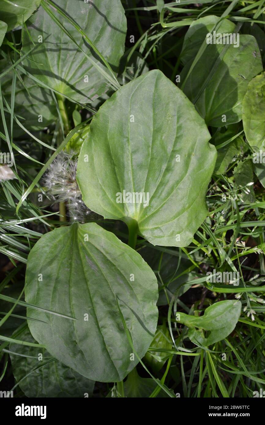 Valuable medicinal plant. Gardening. Home. Green leaves, bushes. Plantain. Plantago Major, a perennial herb of the family Plantagenaceae Stock Photo