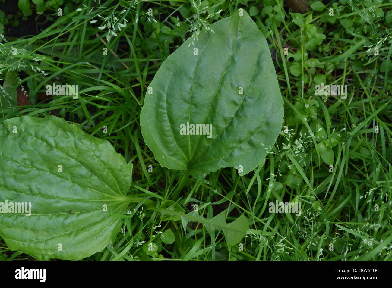 Common perennial broadleaf weed hi-res stock photography and images - Alamy