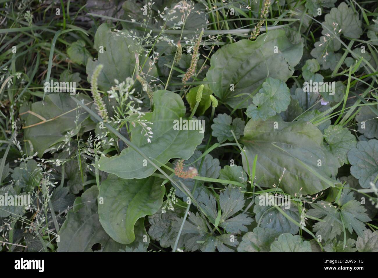 Valuable medicinal plant. Gardening. Plantain. Plantago Major, a perennial herb of the family Plantagenaceae Stock Photo