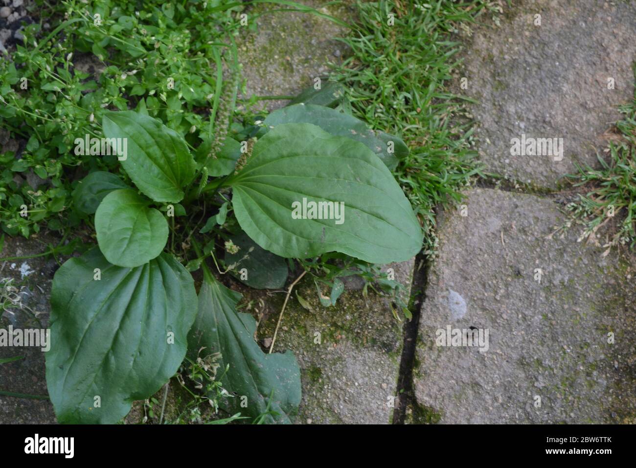 Valuable medicinal plant. Plantain. Plantago Major, a perennial herb of the family Plantagenaceae Stock Photo