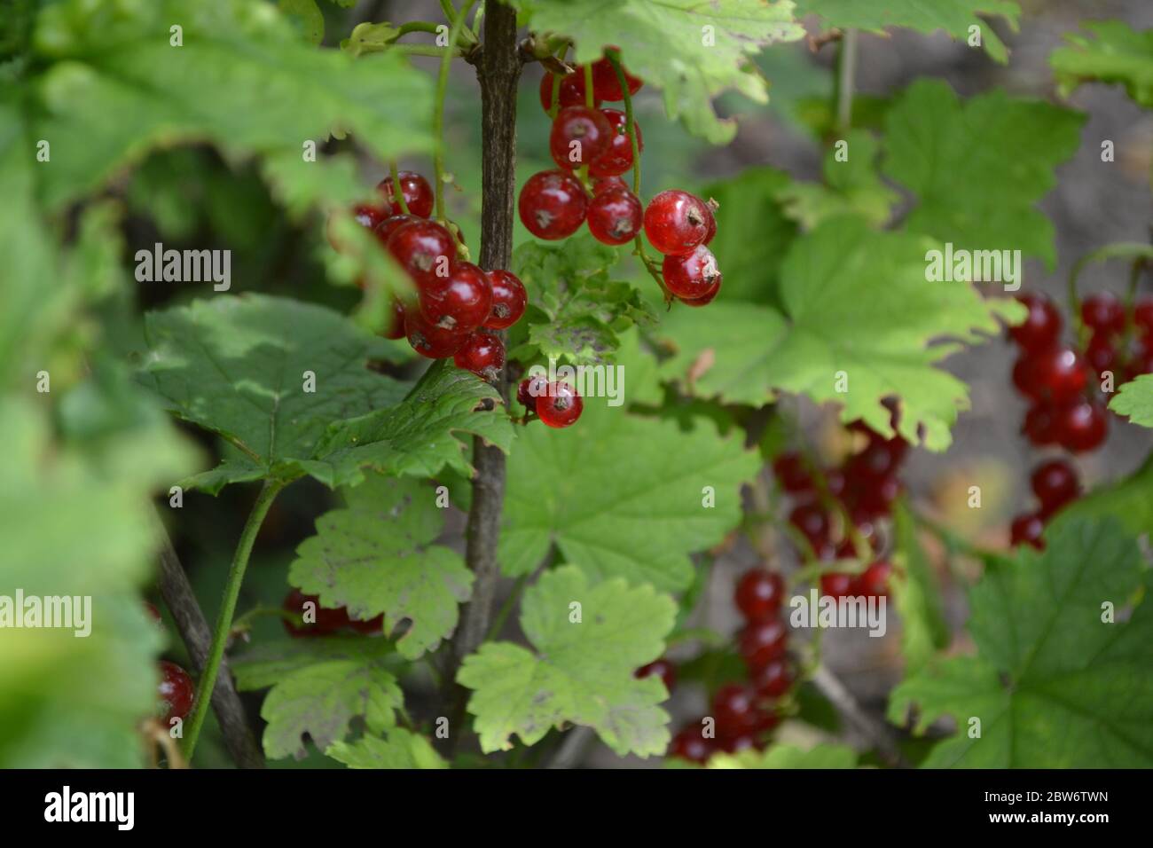 Gardening. Home garden, flower bed. Green leaves, bushes. Red juicy berries. Tasty and healthy. Red currant, ordinary, garden. Small deciduous shrub f Stock Photo