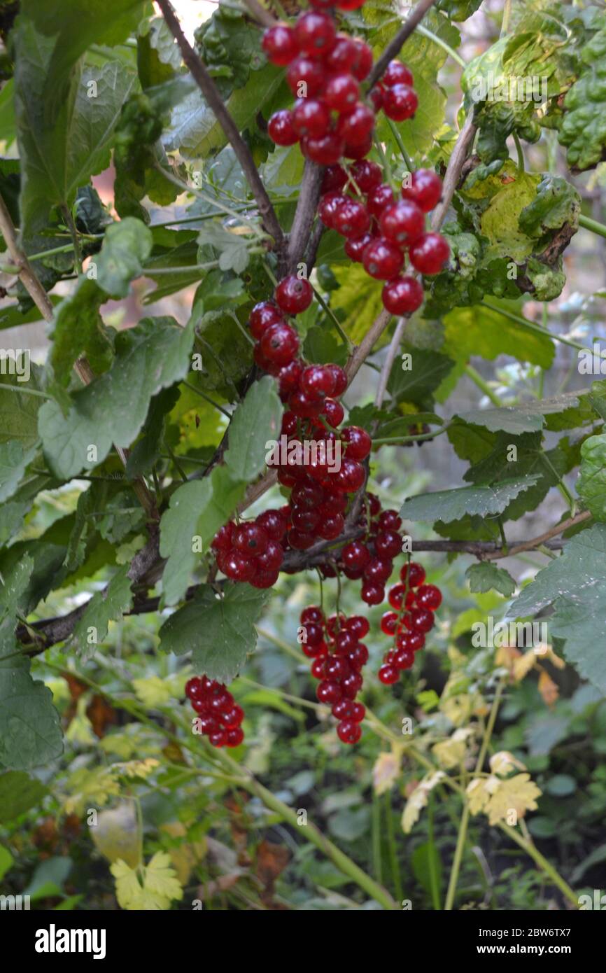 Home garden, flower bed. Green leaves, bushes. Red juicy berries. Tasty and healthy. Gardening. Red currant, ordinary, garden. Small deciduous shrub f Stock Photo