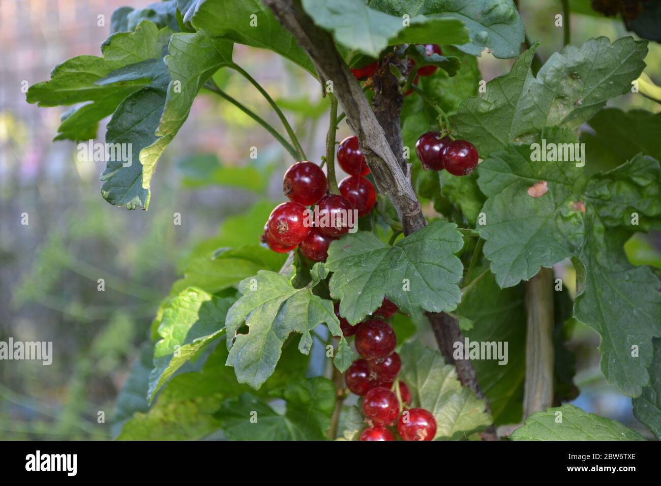 Home garden, flower bed. Gardening. Green leaves, bushes. Red juicy berries. Tasty and healthy. Red currant, ordinary, garden. Small deciduous shrub f Stock Photo