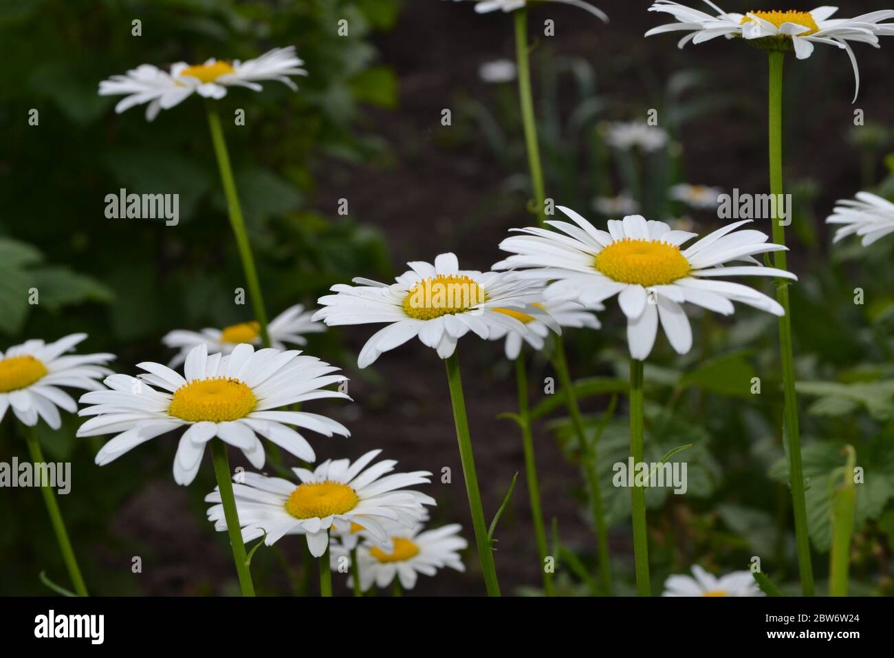Gardening. Home. Daisy flower, chamomile. Matricaria Perennial flowering plant of the Asteraceae family. Beautiful, delicate inflorescences. White flo Stock Photo