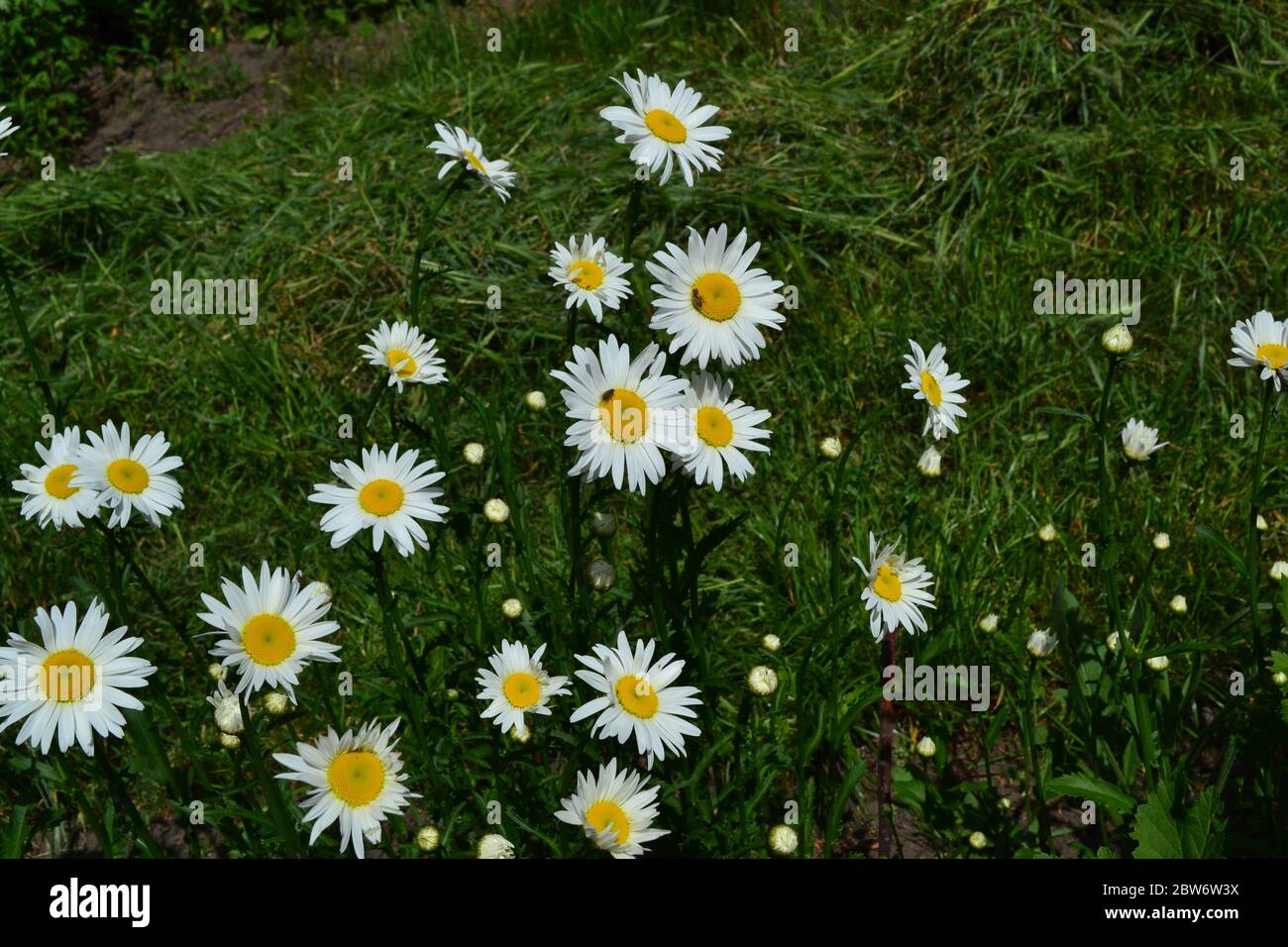 White flowers. Green leaves, bushes. Gardening Home garden, flower bed. Daisy flower, chamomile. Matricaria Perennial flowering plant of the Asteracea Stock Photo