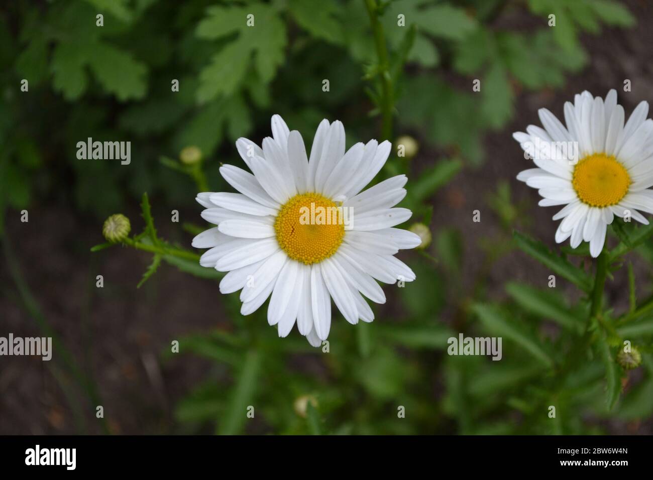 Home. Daisy flower, chamomile. Matricaria Perennial flowering plant of the Asteraceae family. Beautiful, delicate inflorescences. White flowers Stock Photo