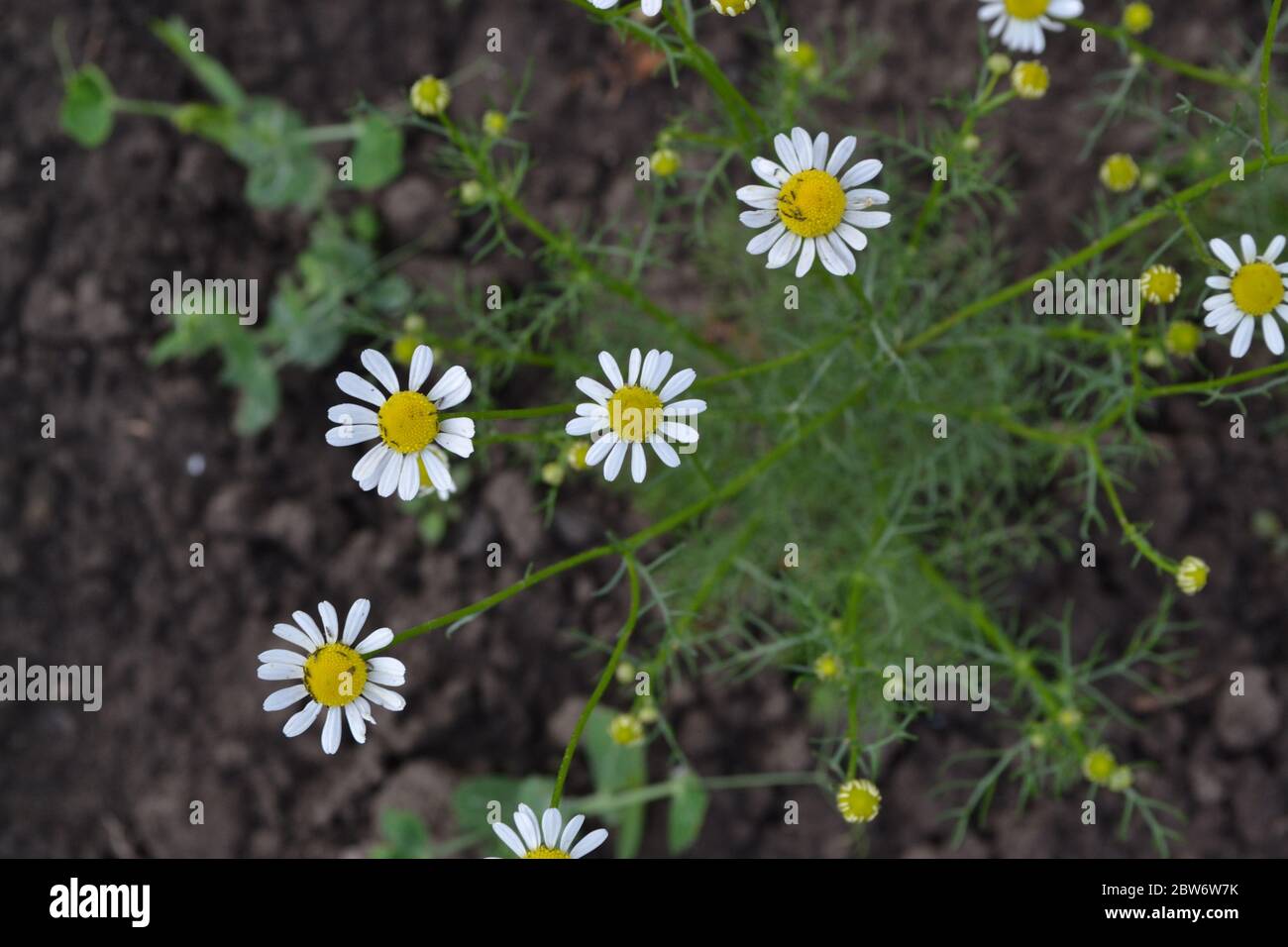Home garden, flower bed. House, field, farm, village. Gardening. Daisy