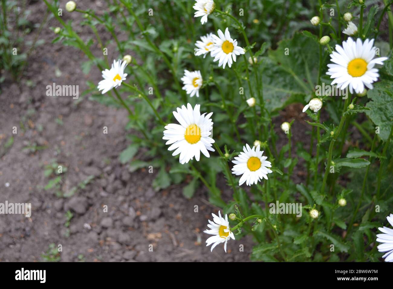 Home. Daisy, chamomile.  Gardening. Matricaria. Perennial flowering plant of the Asteraceae family. Beautiful, delicate inflorescences. White flowers Stock Photo