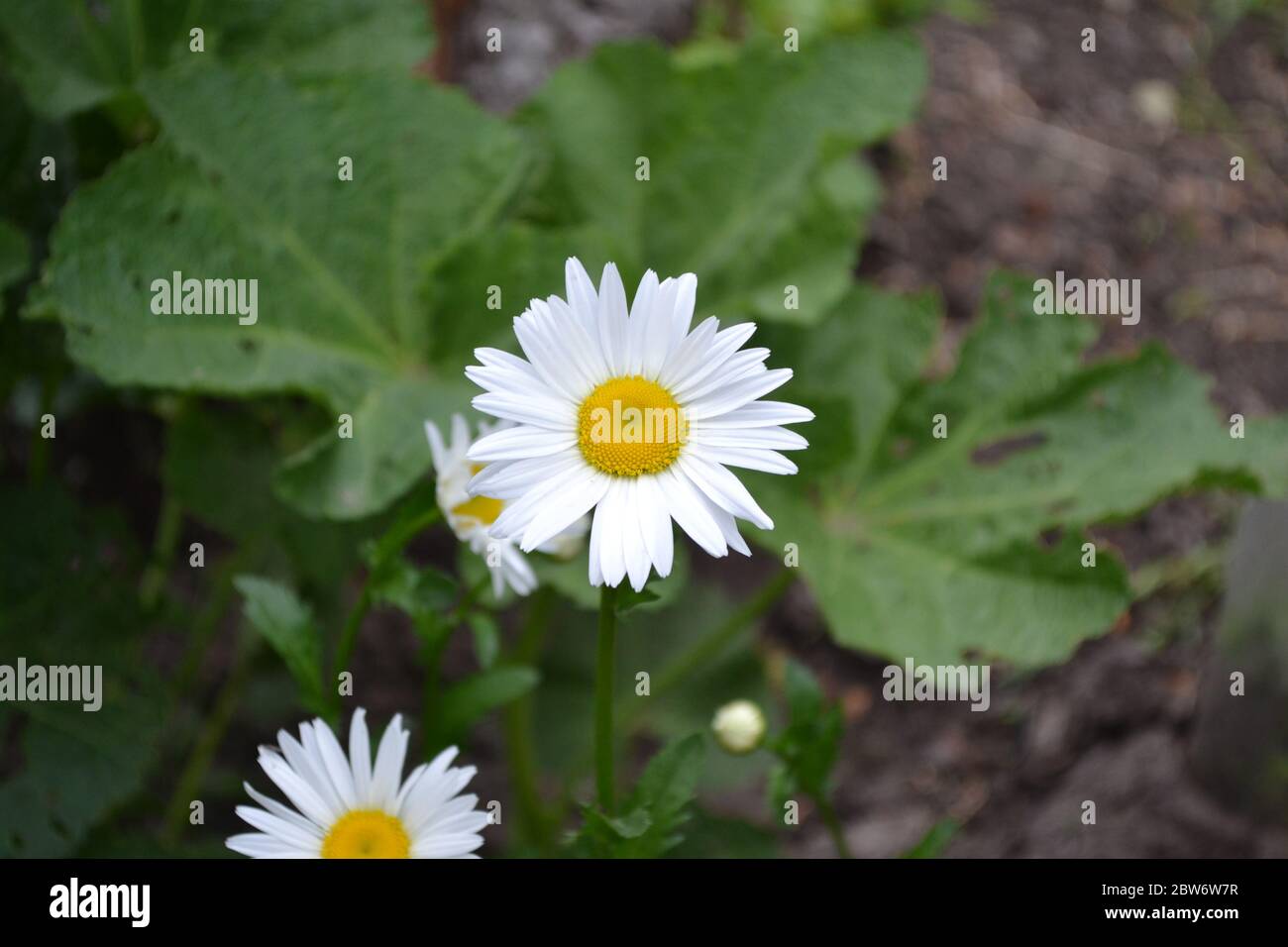 Home garden. Daisy flower, chamomile.  Gardening. Matricaria. Perennial flowering plant of the Asteraceae family. Beautiful, delicate inflorescences. Stock Photo