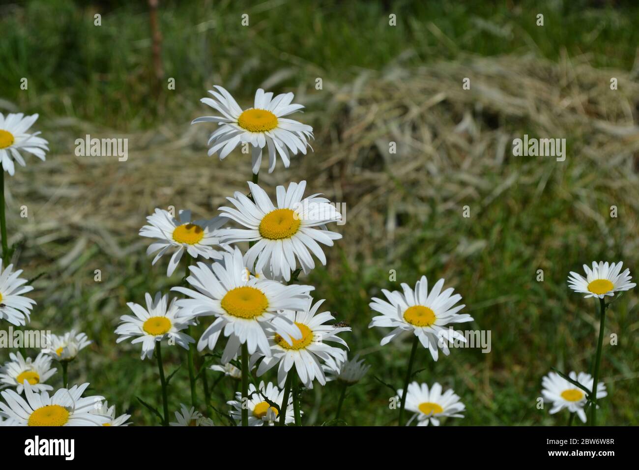 Home garden, bed.  Gardening. Daisy flower, chamomile. Matricaria Perennial flowering plant of the Asteraceae family. Beautiful, delicate inflorescenc Stock Photo