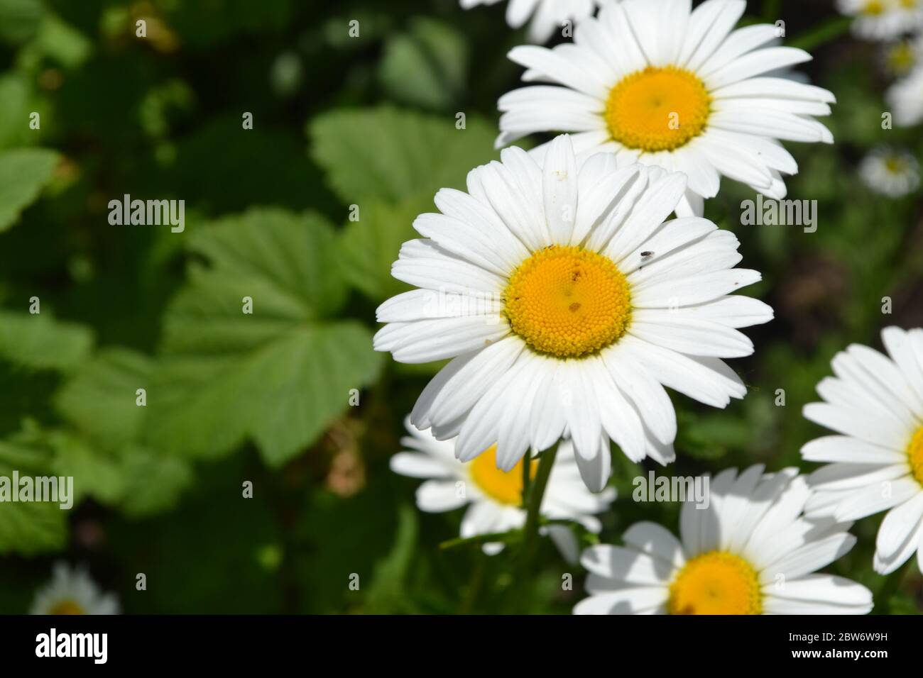 White flowers. Gardening. Daisy flower, chamomile. Matricaria Perennial flowering plant of the Asteraceae family. Beautiful, delicate inflorescences Stock Photo