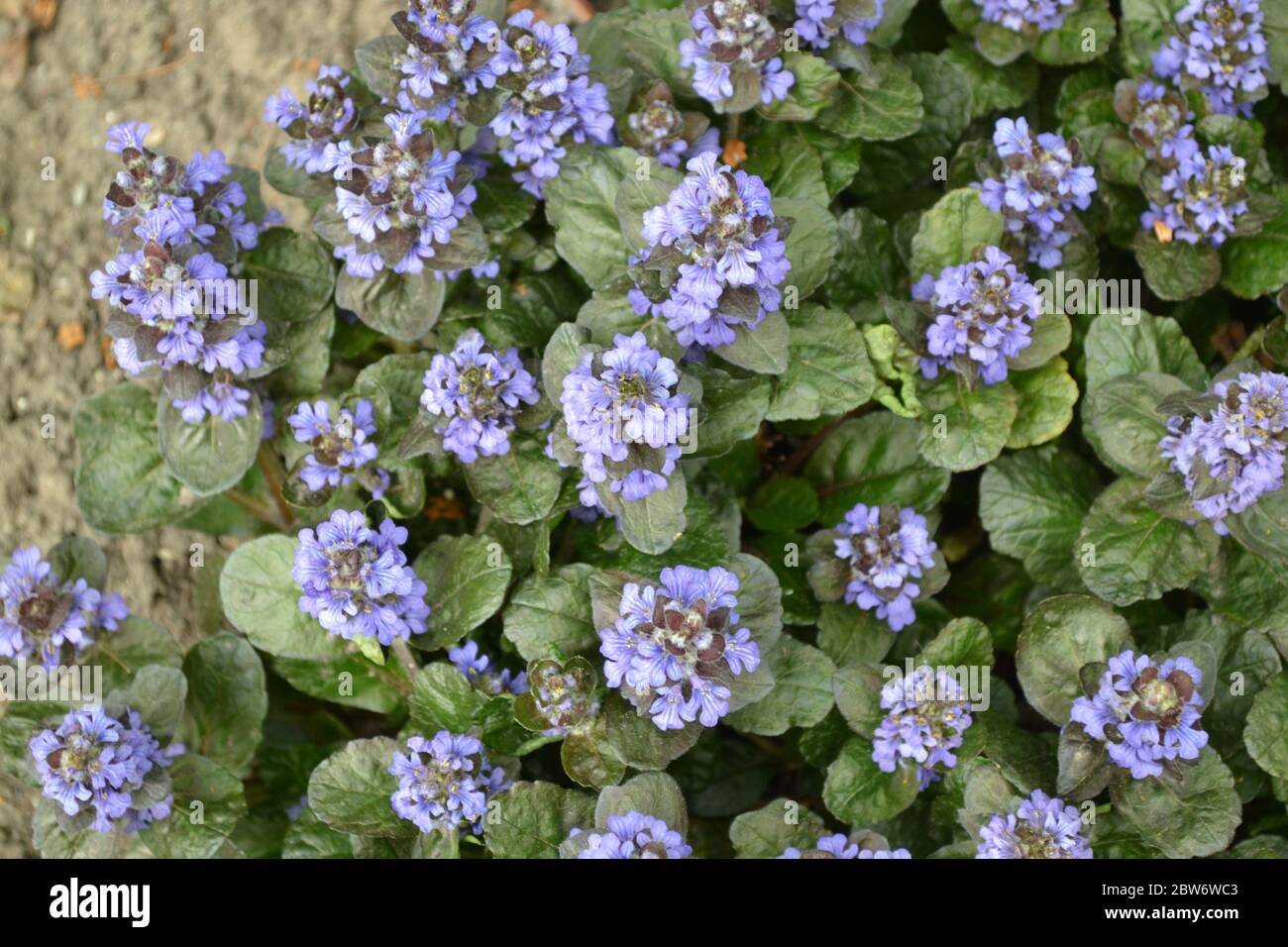 Green leaves, bushes, carpet. Gardening. Home garden, flower bed. House, field, farm. Ajuga reptans. Perennial herbaceous plant. Honey plant. Blue inf Stock Photo