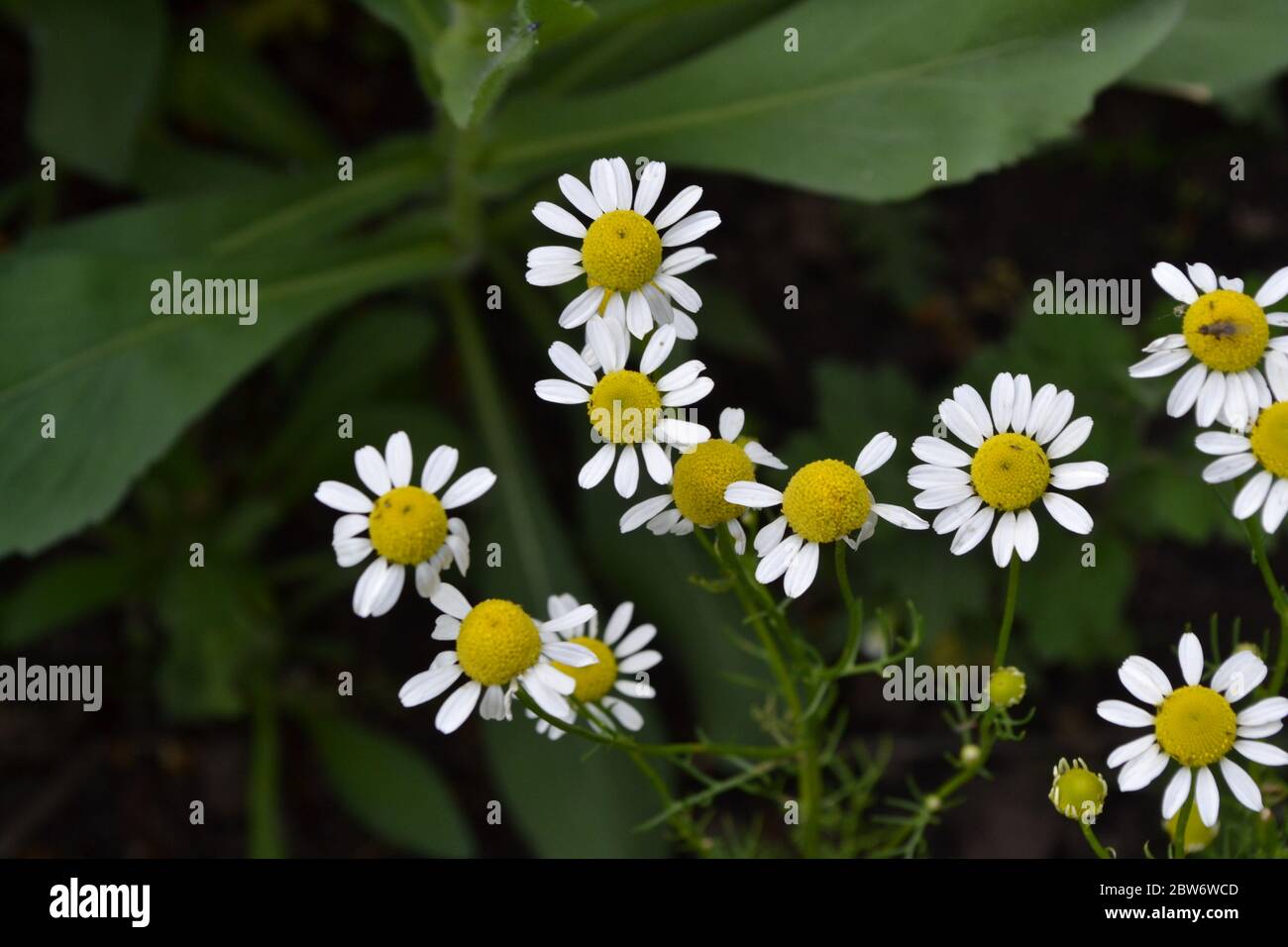 Home garden, flower bed. House. Gardening. Daisy flower Chamomile