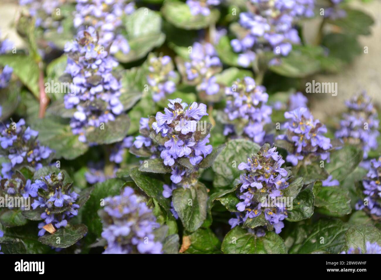 Honey plant. Green leaves, bushes, carpet. Gardening. Ajuga reptans. Perennial herbaceous plant. Blue inflorescences, pleasant smell Stock Photo