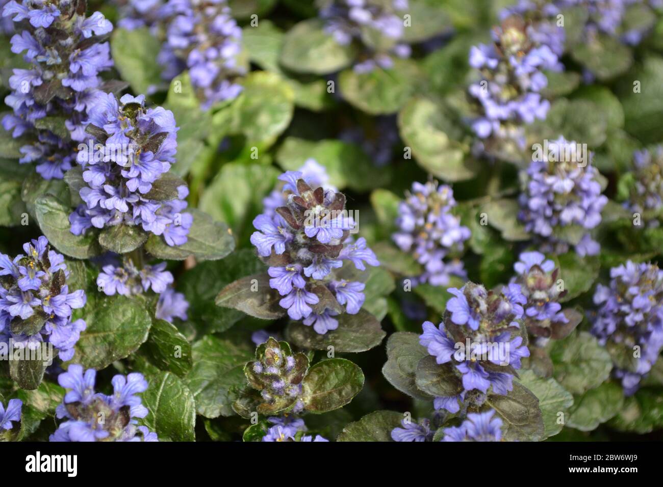 Honey plant. Green leaves, bushes, carpet. Gardening Home garden, flower bed. House. Ajuga reptans. Perennial herbaceous plant. Blue inflorescences, p Stock Photo