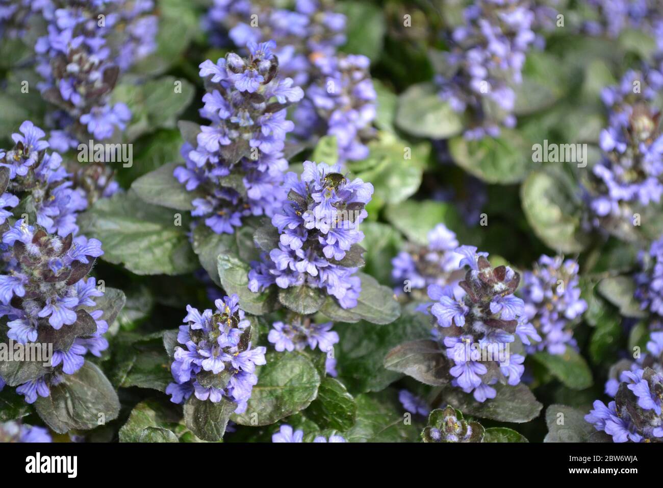 Honey plant. Green leaves, bushes, carpet. Gardening Home garden, flower bed. House, field. Ajuga reptans. Perennial herbaceous plant. Blue infloresce Stock Photo