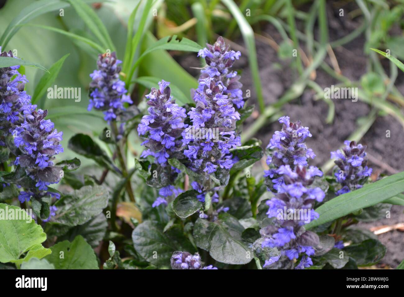 Honey plant. Green. Gardening. Ajuga reptans. Perennial herbaceous