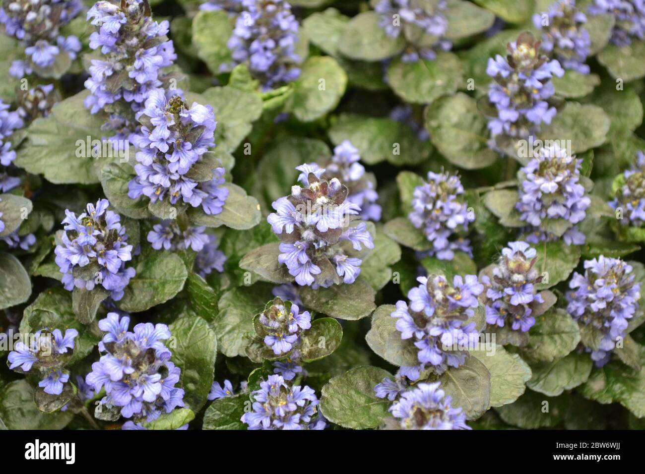 Honey plant. Gardening. Ajuga reptans. Perennial herbaceous plant. Blue