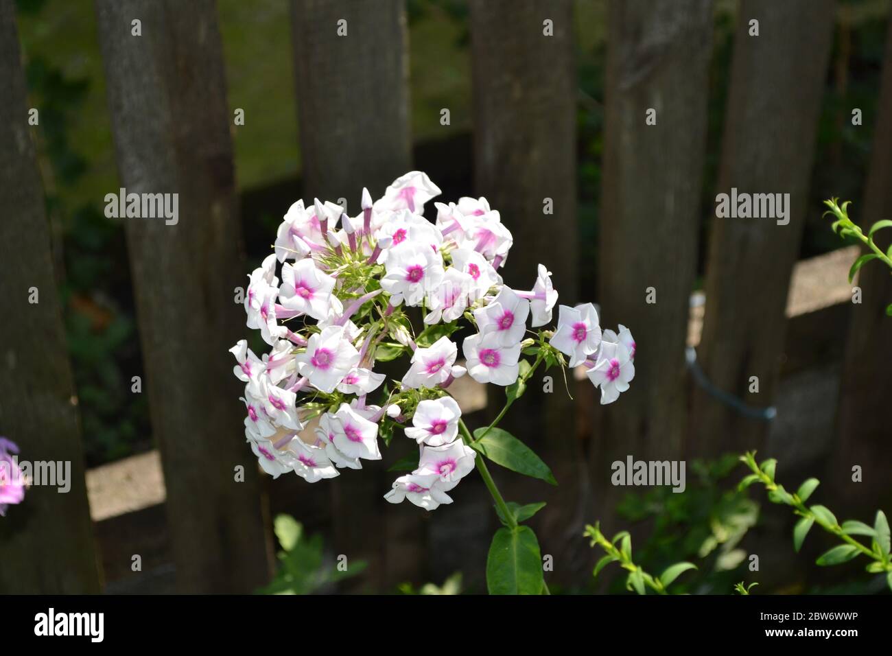 Gardening. Beautiful inflorescences. Phlox. Perennial plant. High branches. White flowers Stock Photo