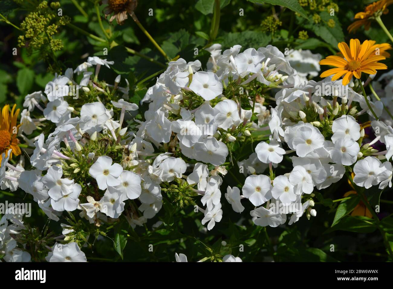 Gardening. Home garden, bed. Beautiful inflorescences. Phlox flower. Perennial herbaceous plant. High branches. White flowers Stock Photo