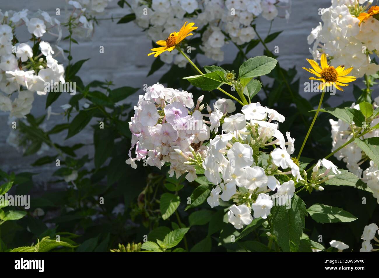 Gardening. Beautiful inflorescences. Phlox flower. Perennial herbaceous plant. High branches. White flowers Stock Photo