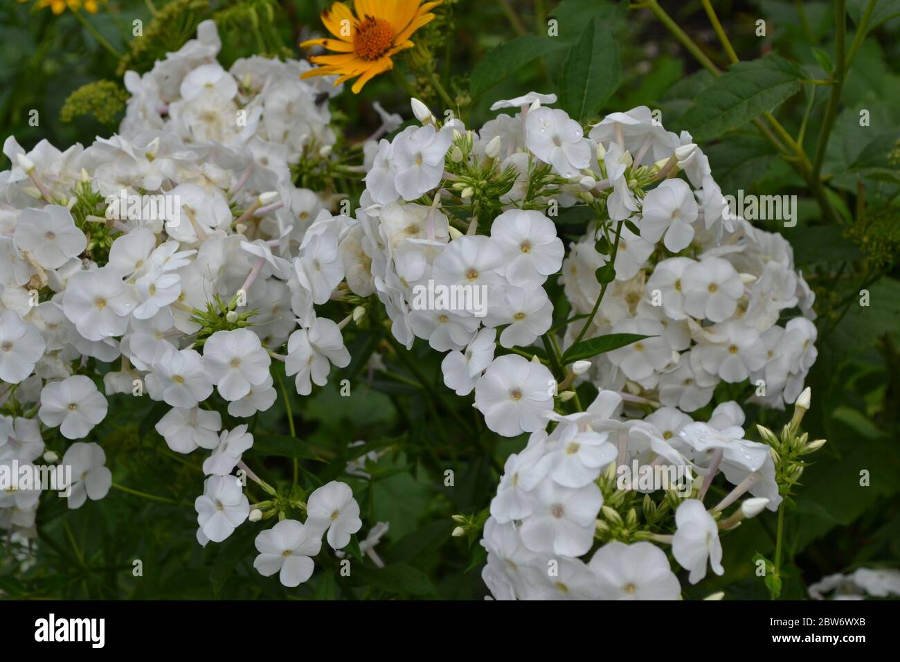 Gardening. Beautiful inflorescences. Phlox. Perennial herbaceous plant. High branches. White flowers Stock Photo