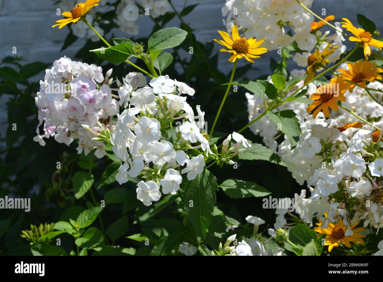 Gardening. Home. Beautiful inflorescences. Phlox flower. Perennial herbaceous plant. High branches. White flowers Stock Photo