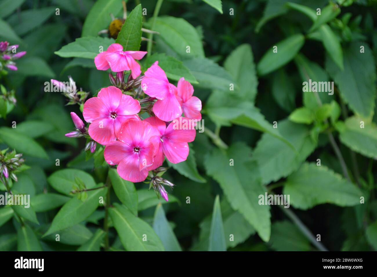 Green leaves, bushes. Beautiful inflorescences. Phlox flower. Perennial herbaceous plant. High branches. Purple flowers Stock Photo