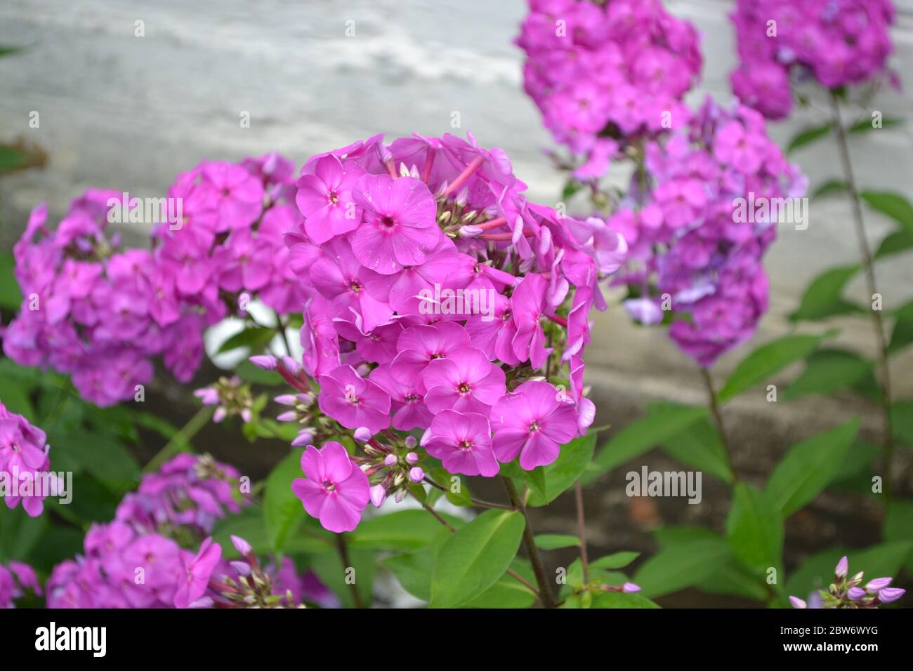Green leaves, bushes. Gardening. Beautiful inflorescences. Phlox flower. Perennial herbaceous plant. High branches. Purple flowers Stock Photo