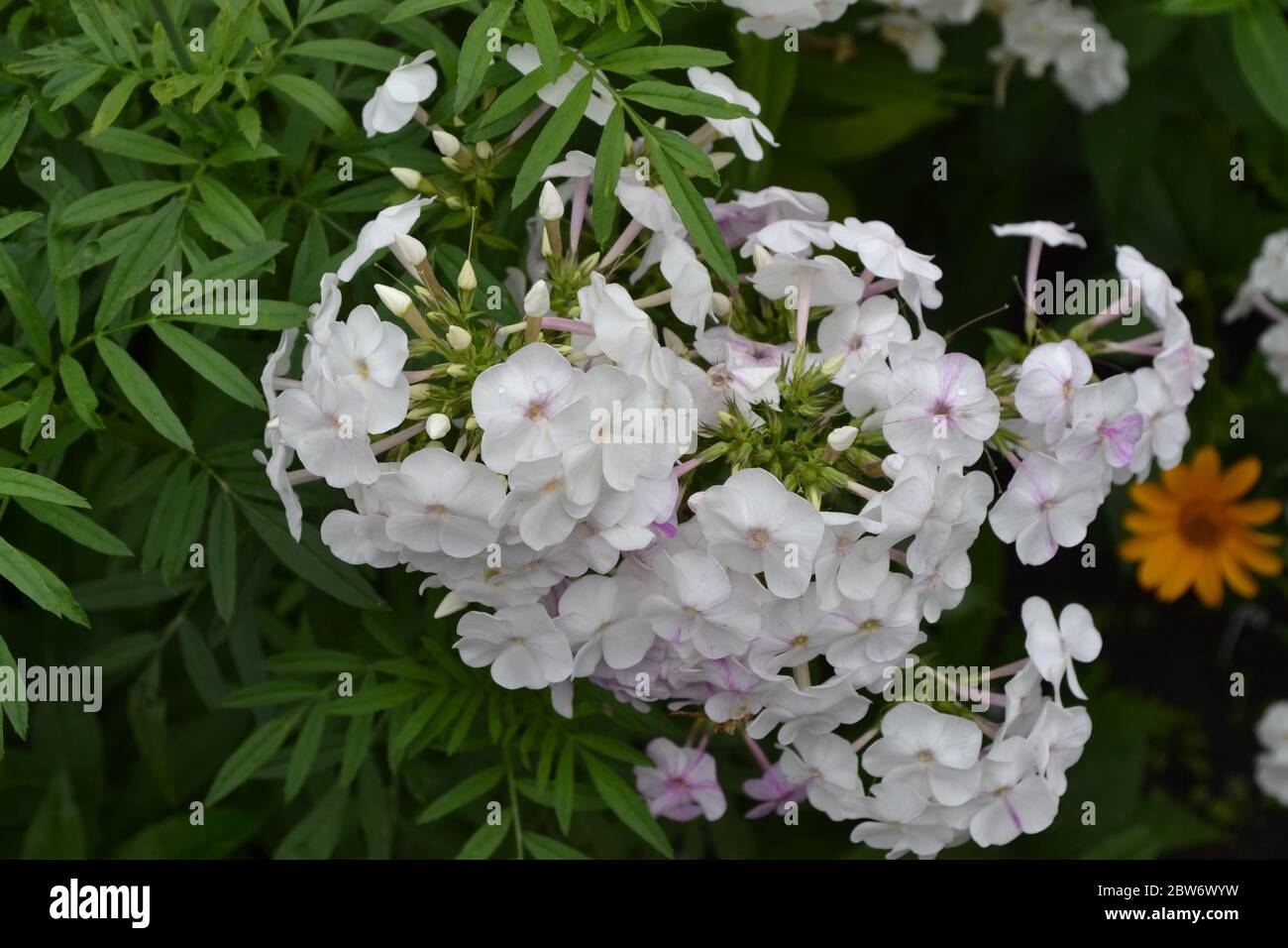 Green. Gardening. Home garden. Beautiful. Phlox flower. Perennial herbaceous plant. High branches. White flowers Stock Photo