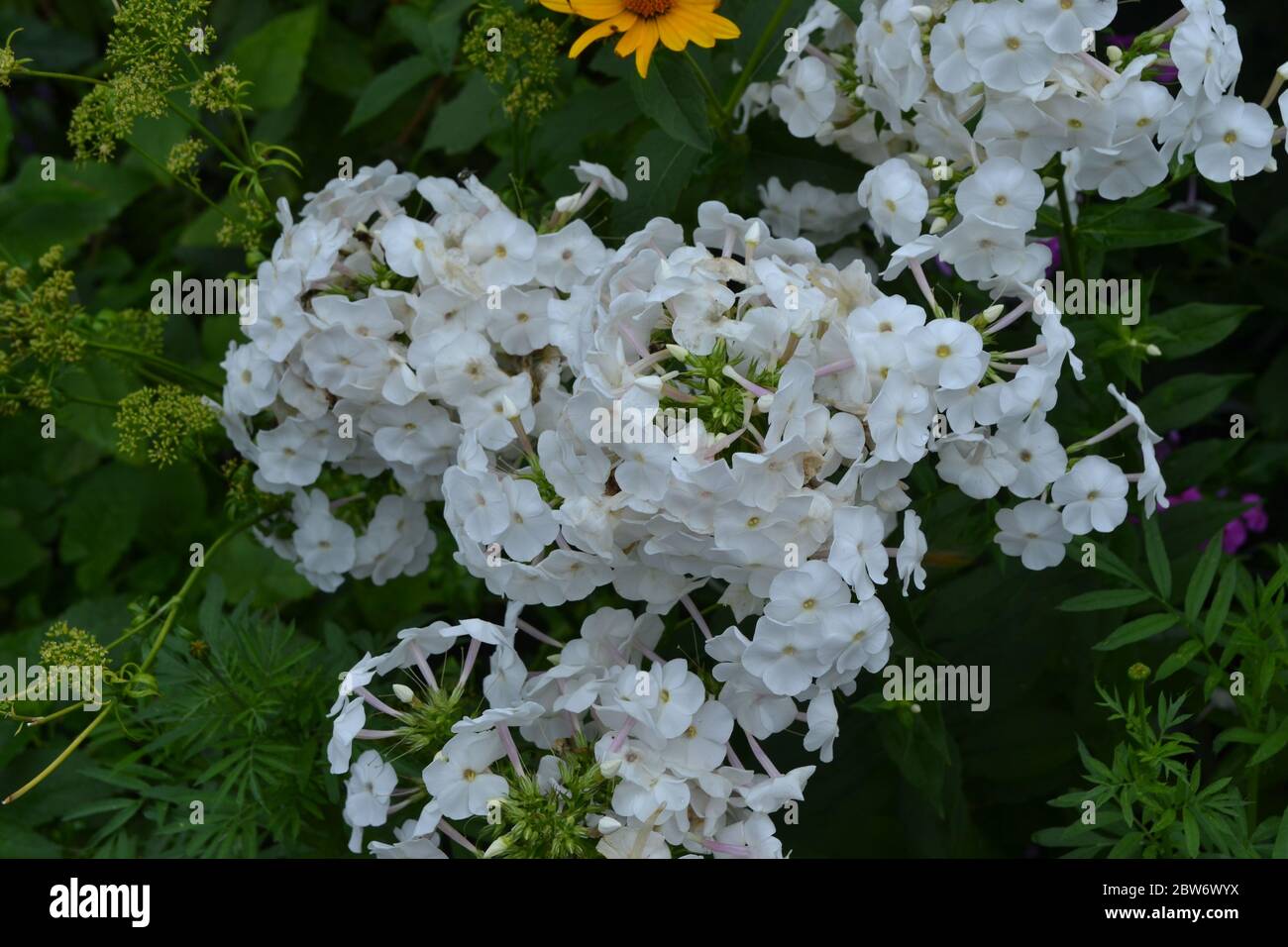 Green. Gardening. Home garden, flower bed. Beautiful. Phlox flower. Perennial herbaceous plant. High branches. White flowers Stock Photo
