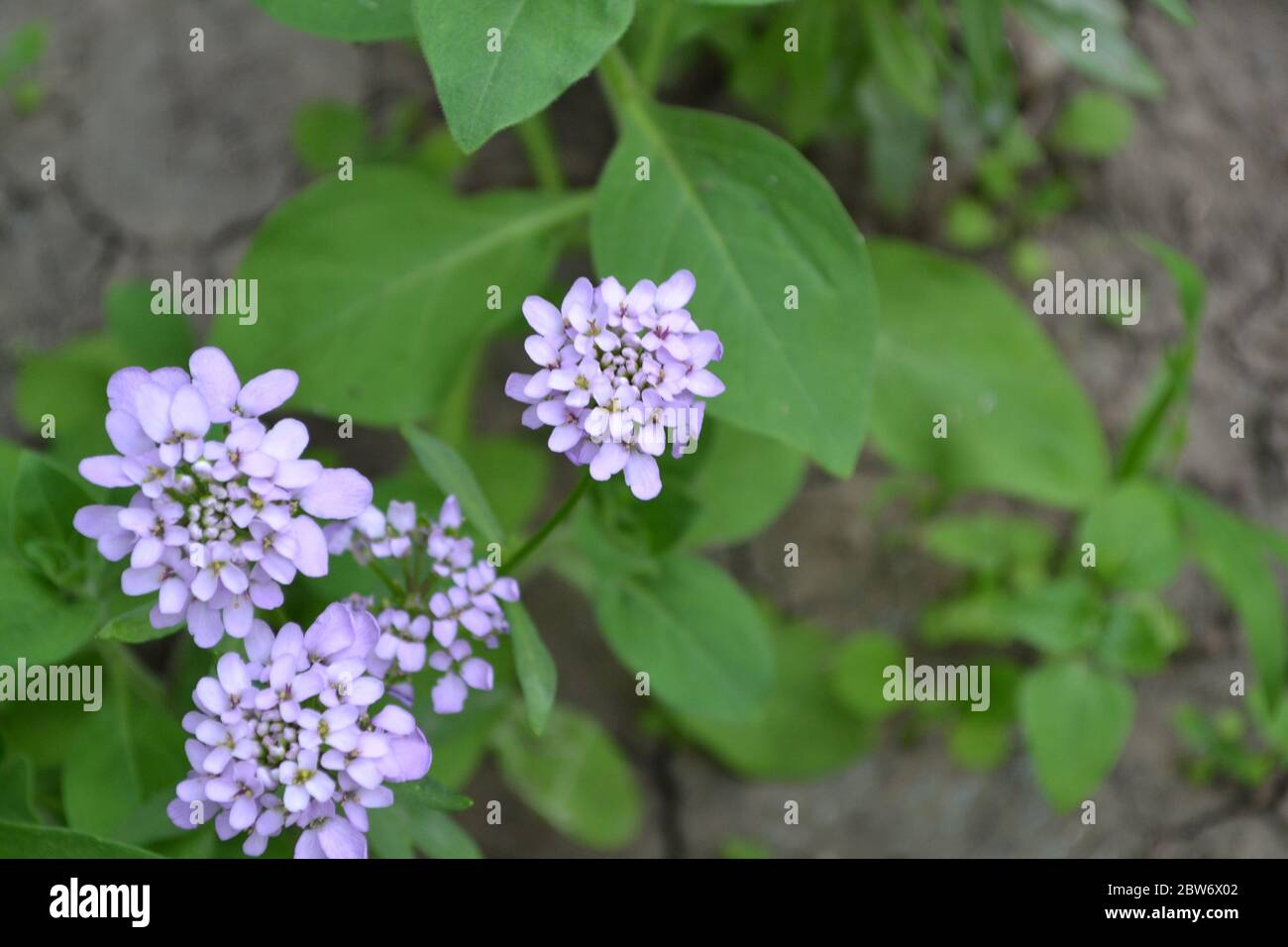 Green. Beautiful purple flowers. Iberis. Iberis umbellifera Stock Photo