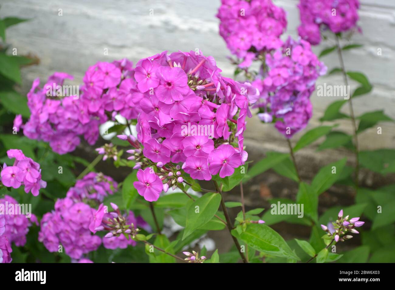 Green leaves, bushes. Gardening. Home. Beautiful inflorescences. Phlox flower. Perennial herbaceous plant. High branches. Purple flowers Stock Photo