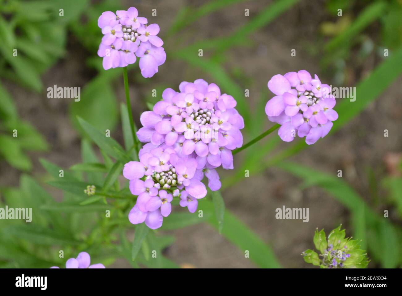 Green. Beautiful purple inflorescences. Small flowers. Iberis. Iberis umbellifera. Herb Stock Photo