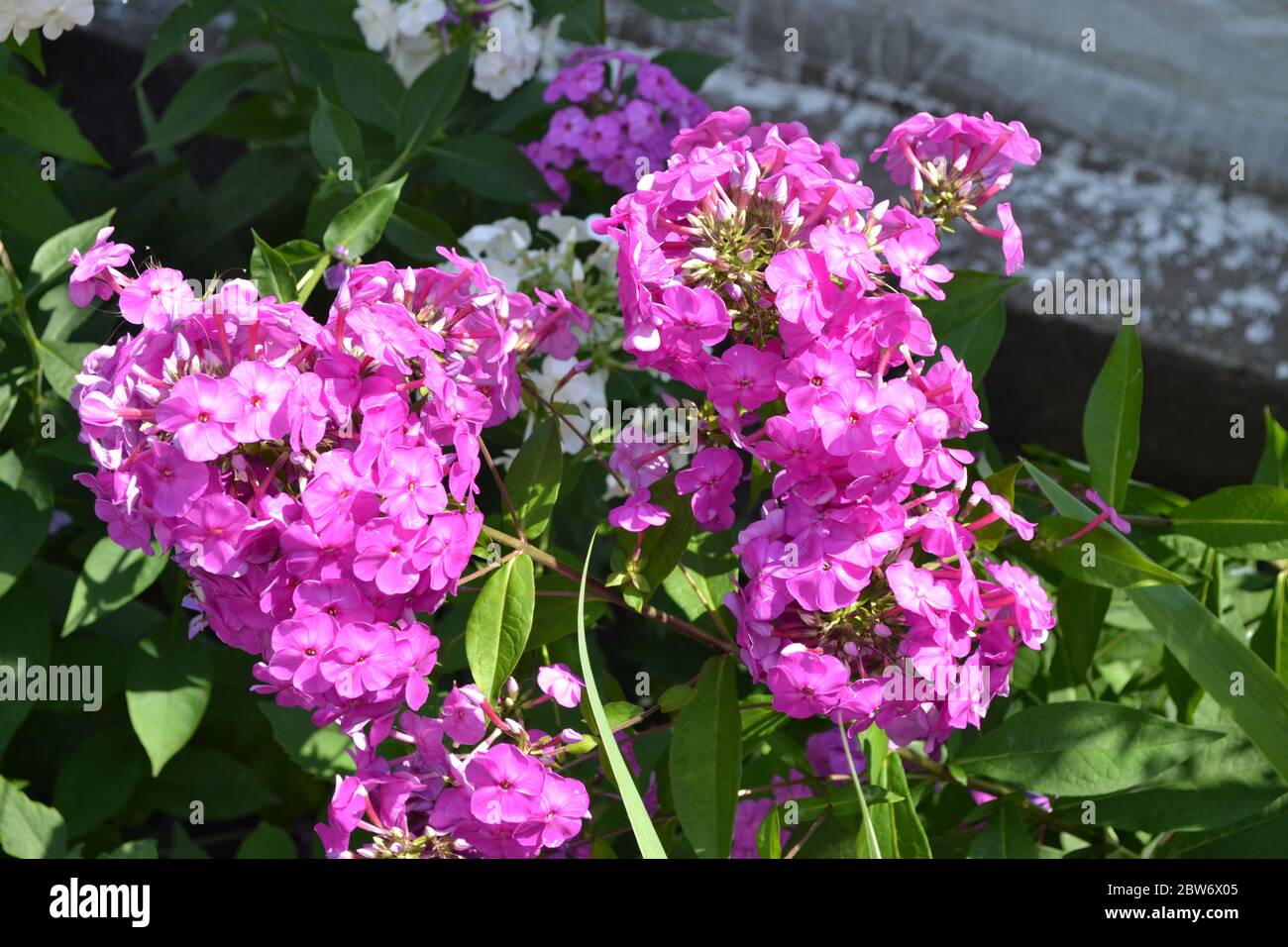 Green. Beautiful. Phlox flower. Perennial herbaceous plant. High branches. Purple flowers Stock Photo