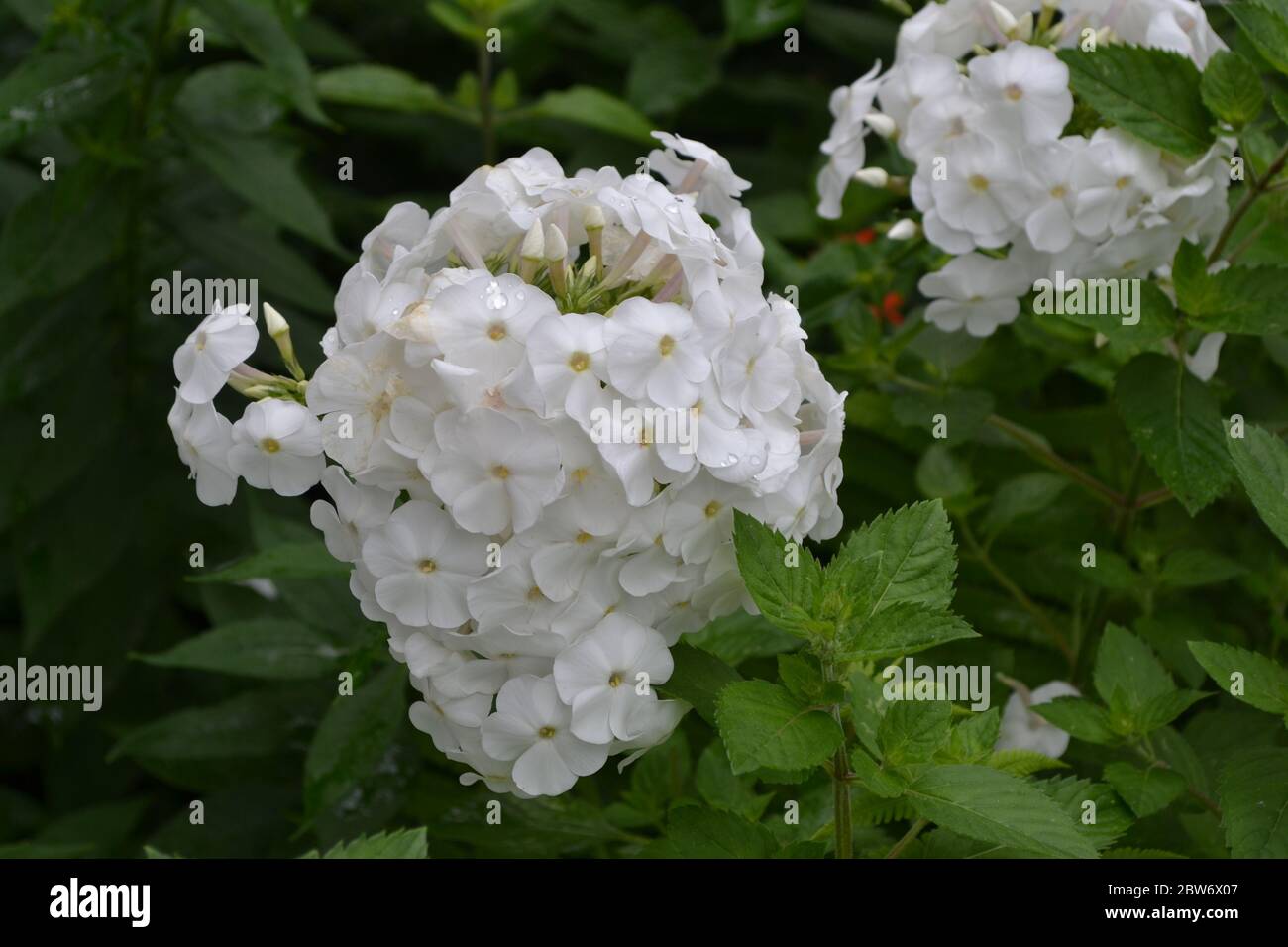 Green. Gardening. Home. Phlox flower. Perennial herbaceous plant. High branches. White flowers Stock Photo