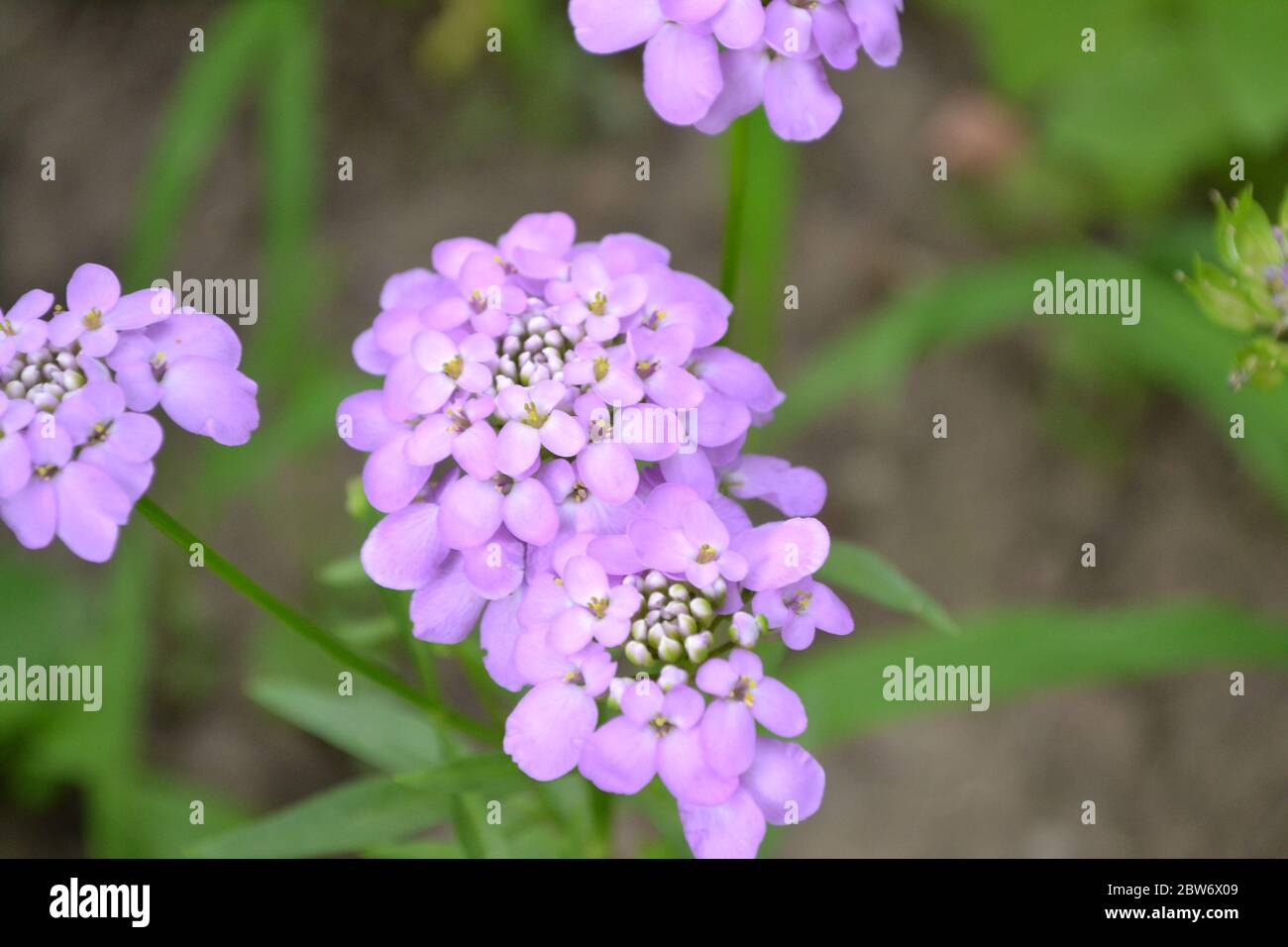 Green. Beautiful purple inflorescences. Small flowers. Iberis. Iberis umbellifera Stock Photo