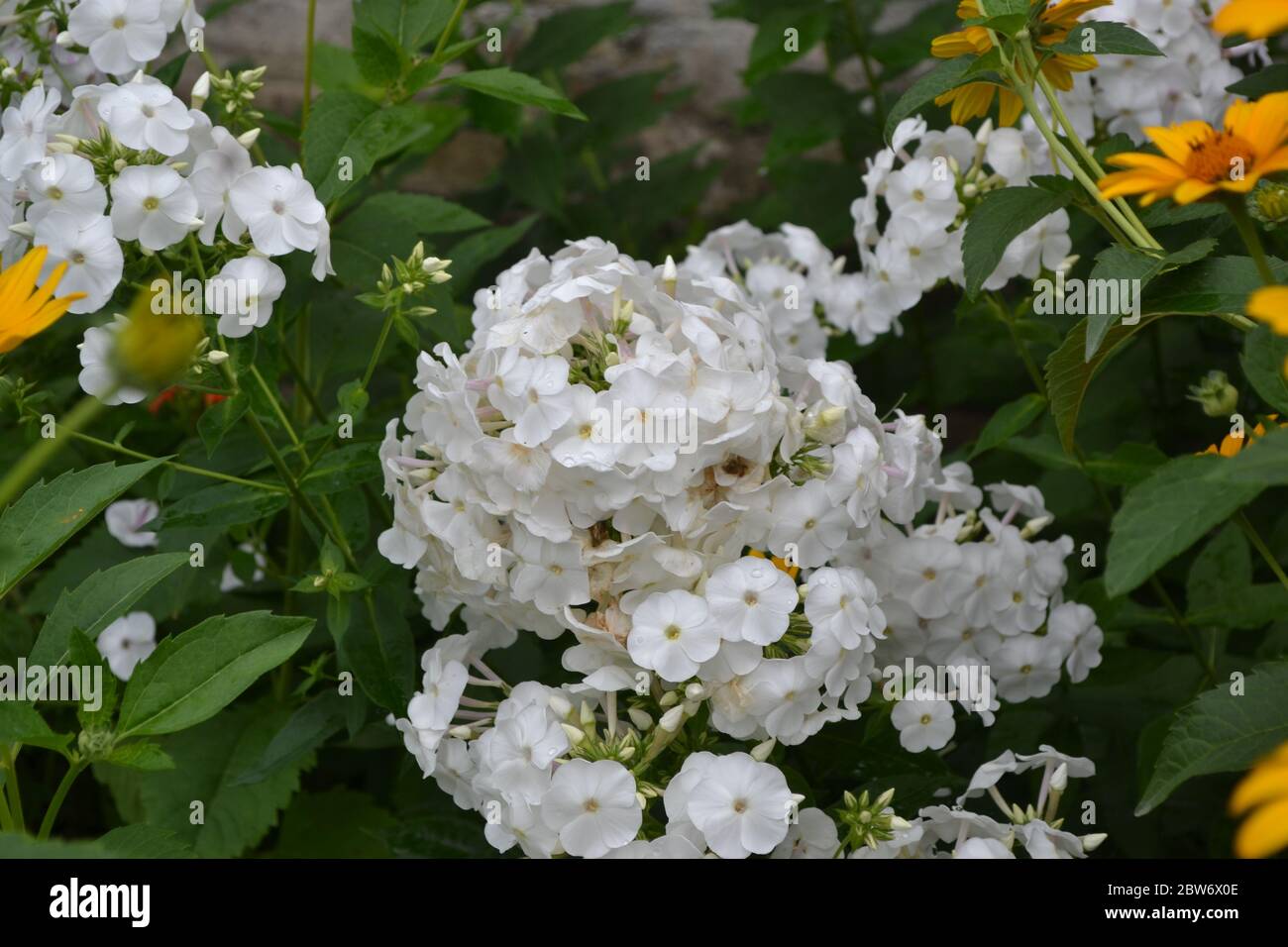 Green. Gardening. Home garden. Phlox flower. Perennial herbaceous plant. High branches. White flowers Stock Photo