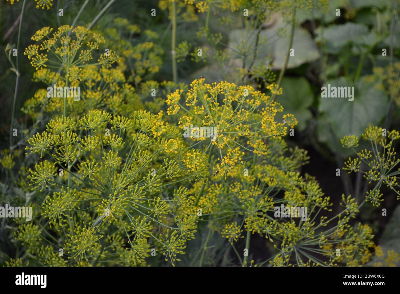 Lens Genus Green leaves. Gardening. Dill. Monotypic genus of short-lived annual ...