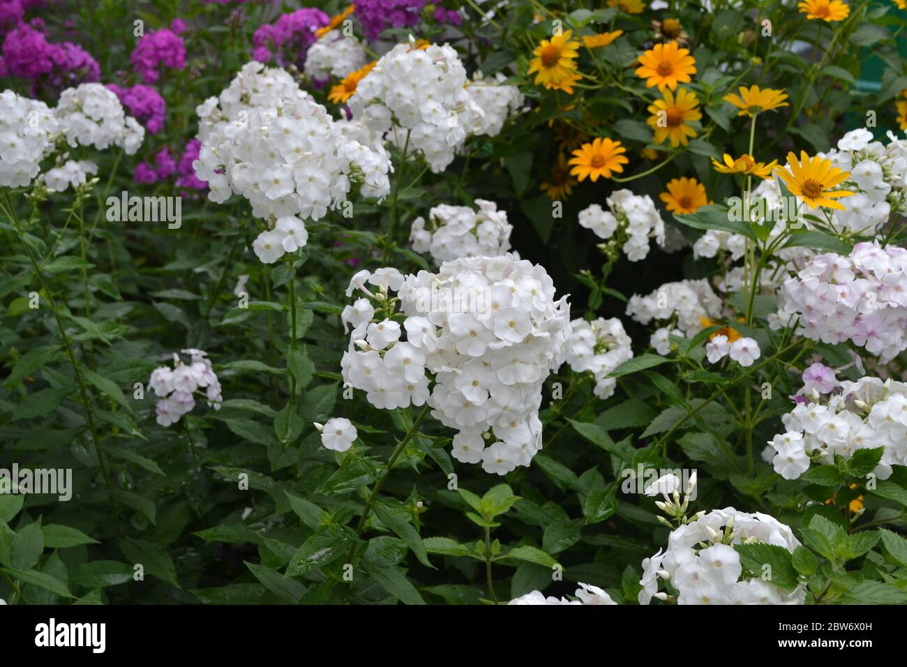 Green. Gardening. Phlox flower. Perennial herbaceous plant. High branches. White flowers Stock Photo