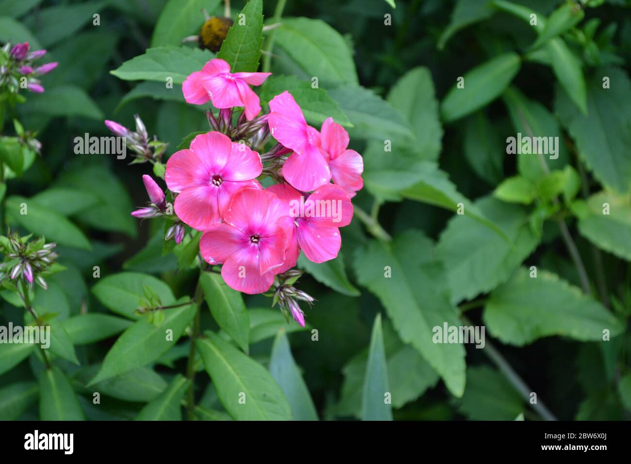 Green. Beautiful inflorescences. Phlox flower. Perennial herbaceous plant. High branches. Purple flowers Stock Photo
