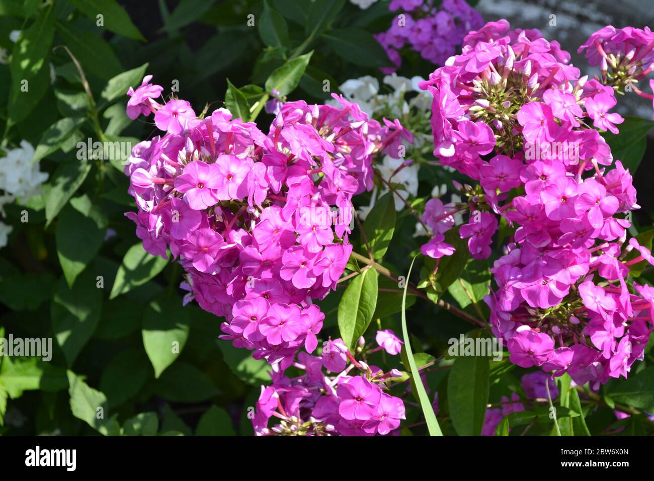 Green. Phlox flower. Perennial plant. High branches. Purple flowers Stock Photo