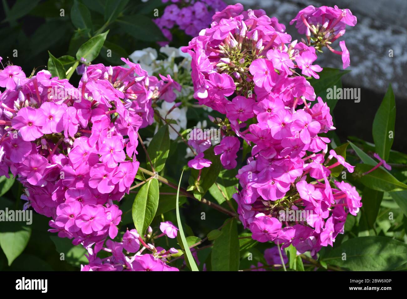 Green. Phlox flower. Perennial herbaceous plant. High branches. Purple flowers Stock Photo