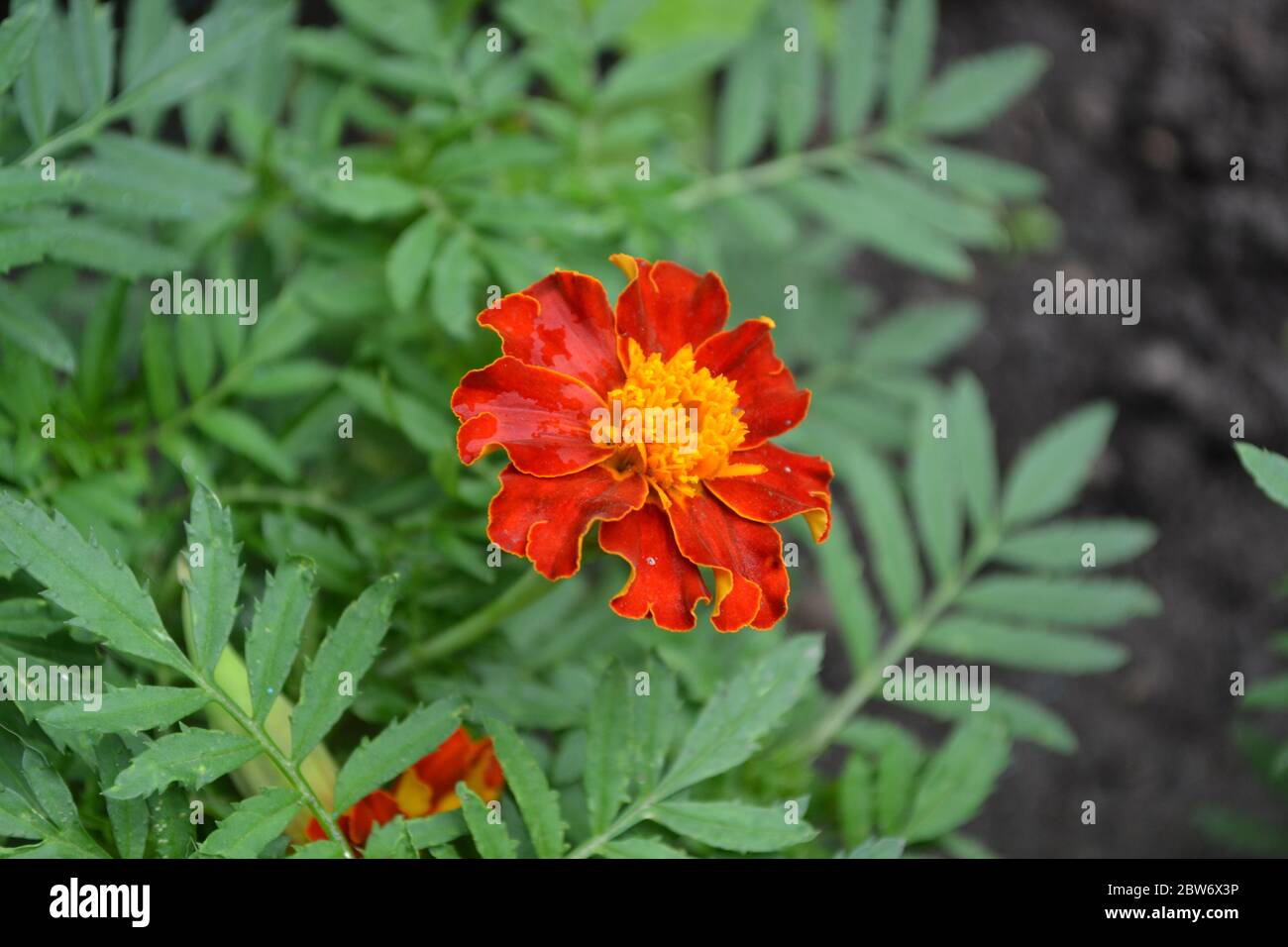 Green leaves, bushes. Gardening. Home garden, flower bed. House, field ...
