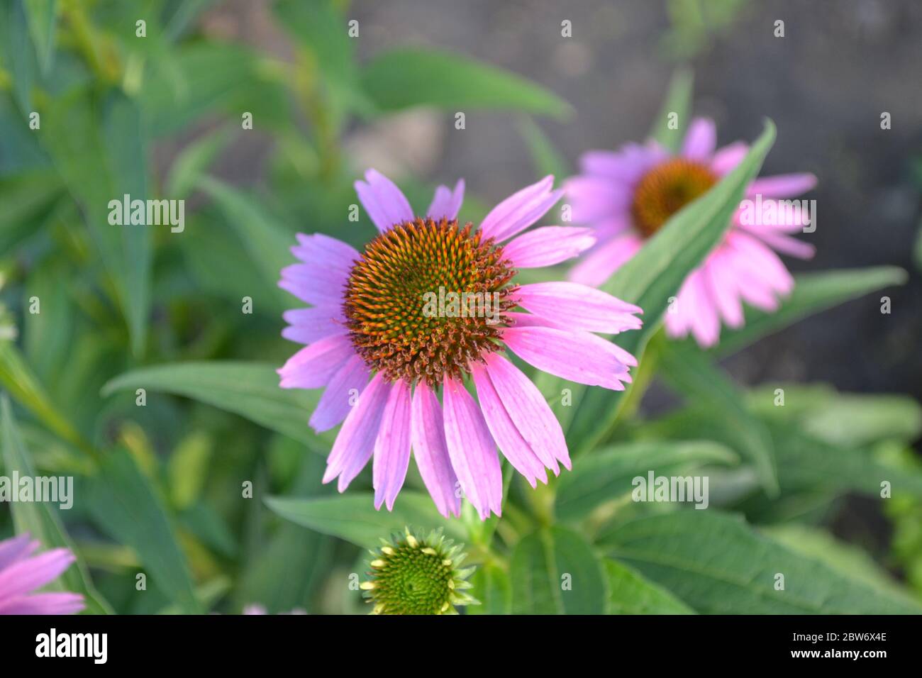 Green leaves, bushes. Gardening. Home garden, flower bed. House, field, farm. Echinacea flower. Echinacea purpurea. A perennial plant of the Asteracea Stock Photo