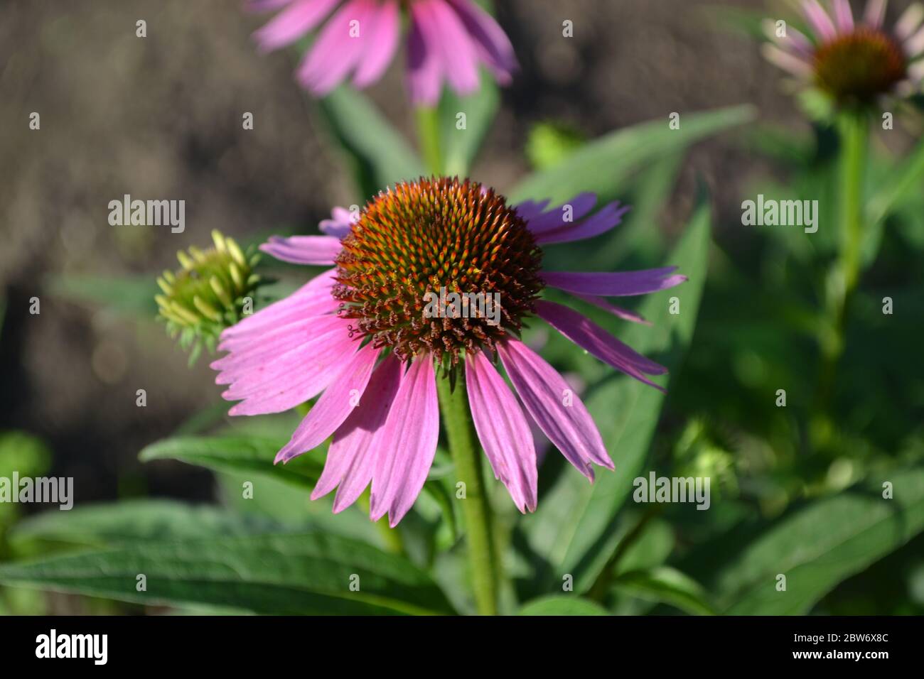Gardening. Echinacea flower. Echinacea purpurea. Perennial plant of the